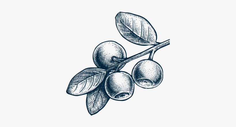 How Our Co-op Works - Sketch Drawing Of Berries, transparent png #1288743