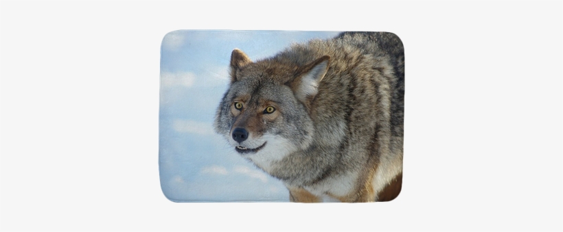 Coyote, transparent png #1289023