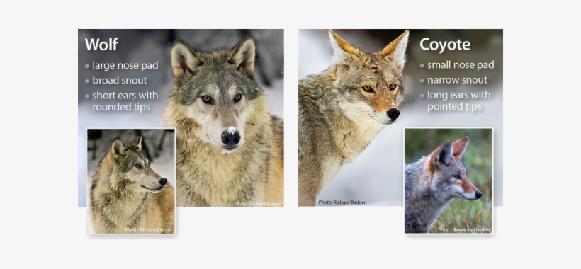 Resizedimagewzywmcwzmtnd Coyote Vs Wolf - Wolves And Coyotes, transparent png #1289047