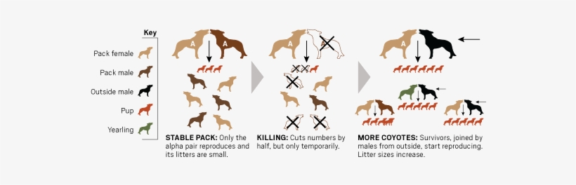 Ocr L Coyote Reproduction - Non Lethal Predator Control, transparent png #1289074