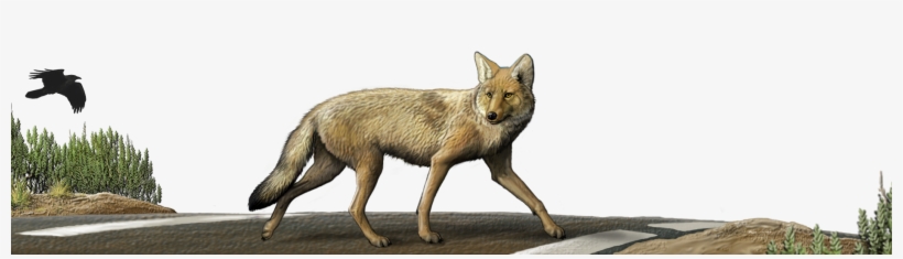 Coyote Crossing, transparent png #1289174