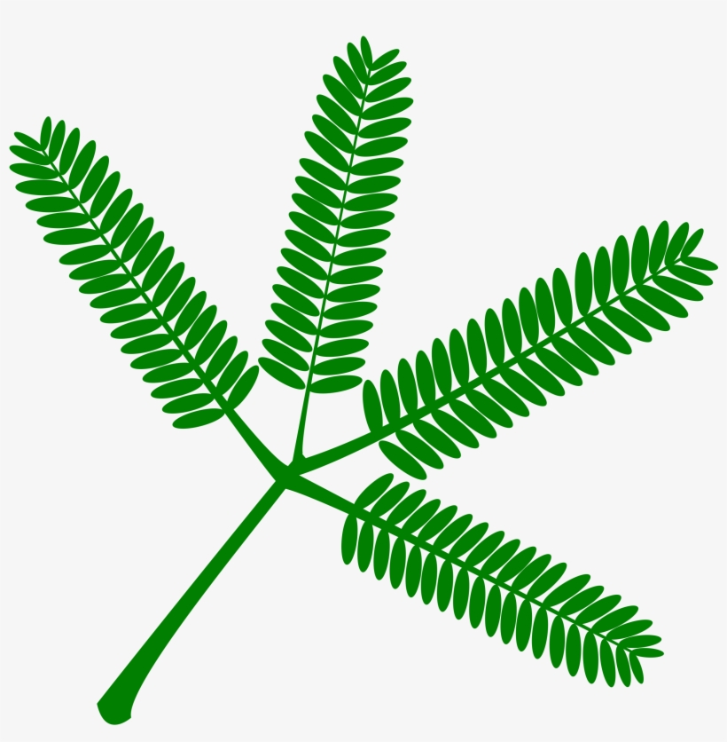 This Free Icons Png Design Of Mimosa Set Of Twigs-, transparent png #1294450