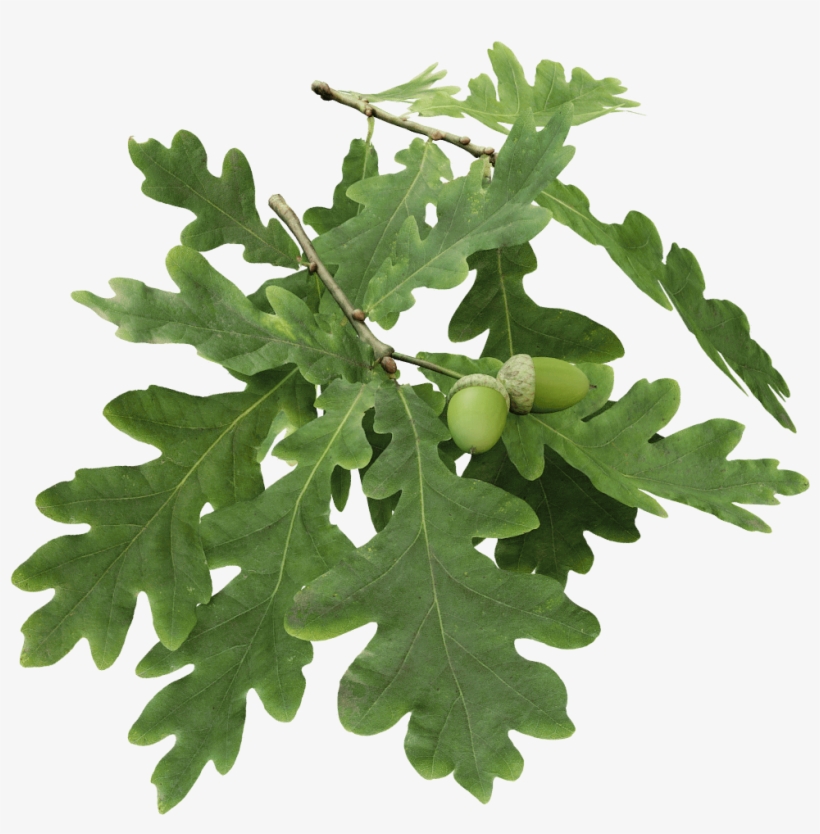 The Grove 3d On Twitter - Oak Branch Png, transparent png #1294623