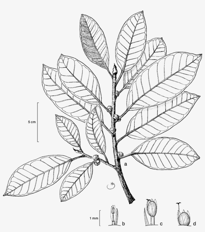 Leafy Twigs With Figs - Line Art, transparent png #1294852