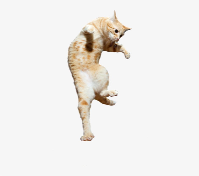 Picture - Cat, transparent png #1295434