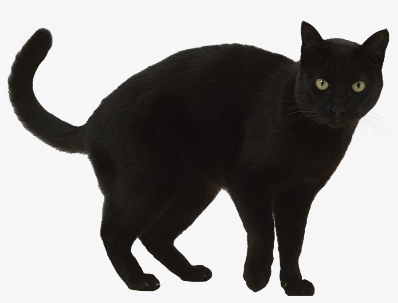 Black Cat By Sylvana Creation-daeh3zy - Average Size For Cat, transparent png #1295457