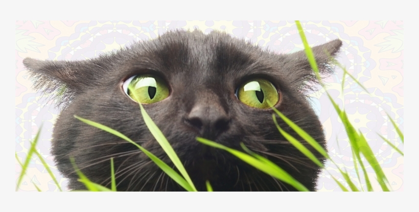 Cat Facts - Cat, transparent png #1295482