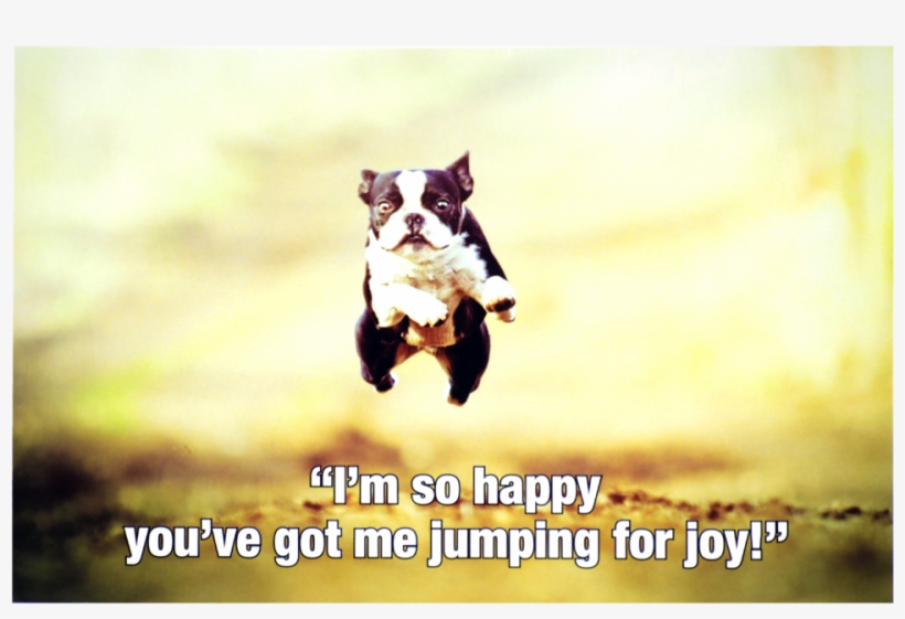 Jumping For Joy, transparent png #1295484