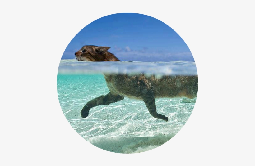 Cat Inw Atercvvcxfd - Swimming Cat, transparent png #1295649