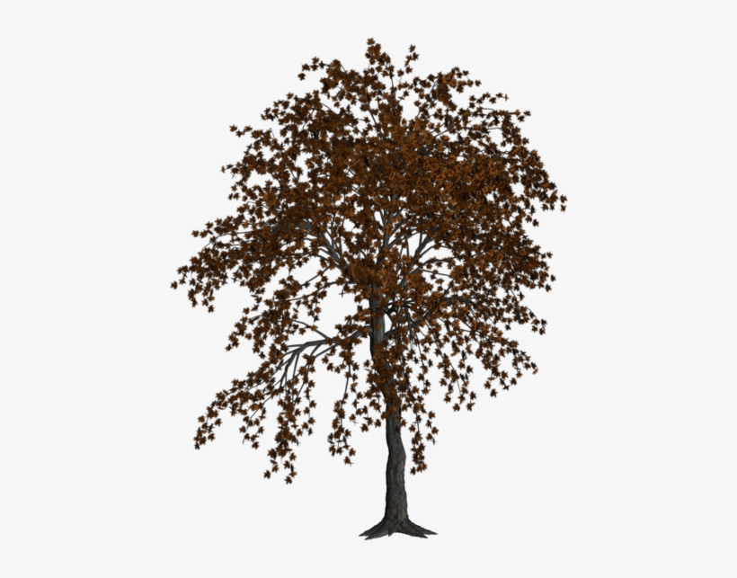 Autumn Tree By Cimarron - Autumn Tree, transparent png #1295961