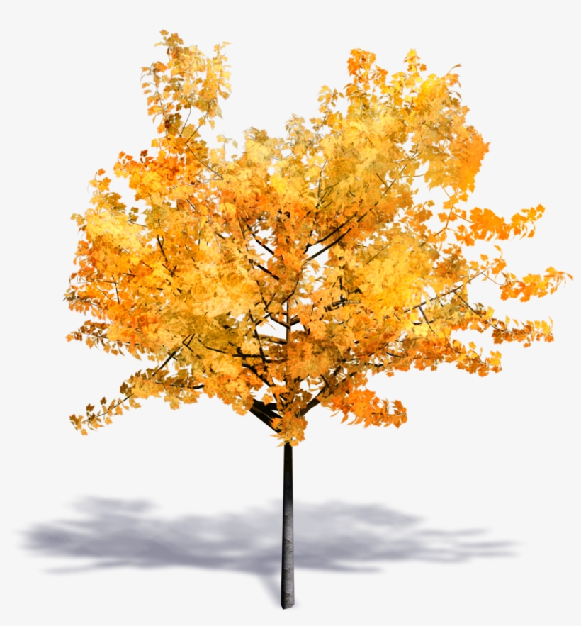 Generic Autumn Tree - О́сень Png, transparent png #1295988
