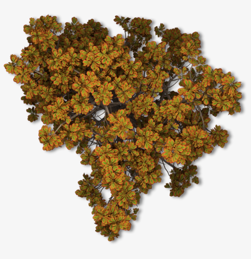 Fall Tree Png 44 Chestnut Tree Autumn Fall Tree Png - Drawing, transparent png #1296063