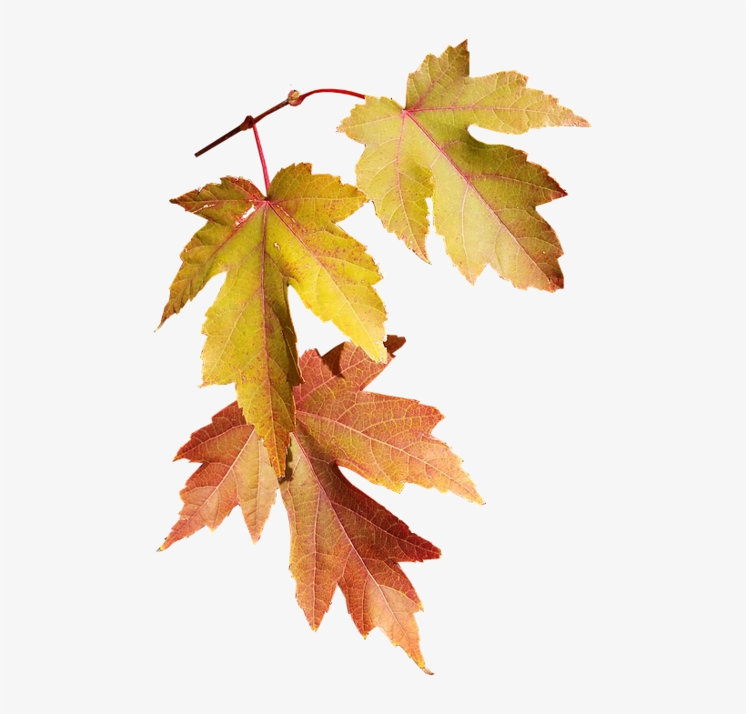 Leaves, Autumn, Fall, Nature, Season, Tree - Autumn, transparent png #1296159