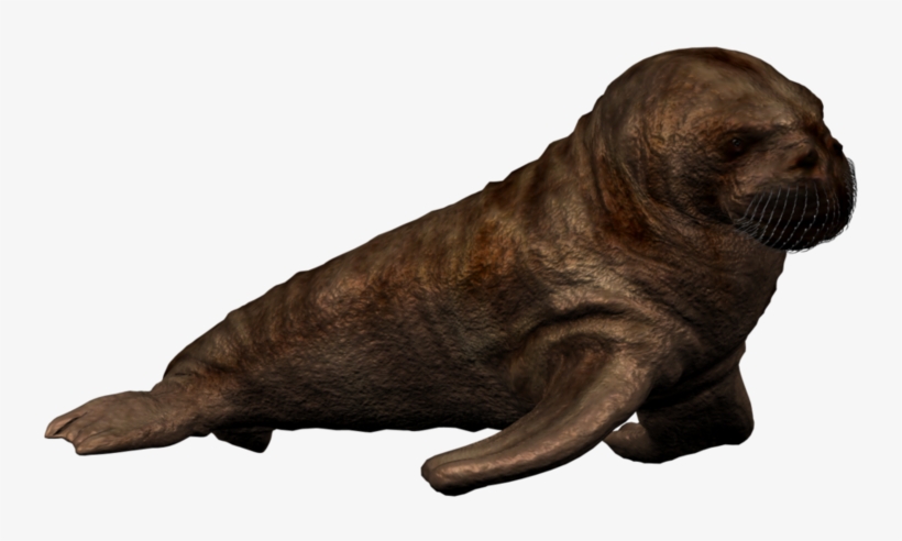 Walrus Png Photo - Walrus Calf Png, transparent png #1296339