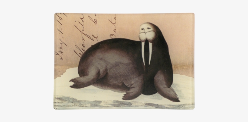 Walrus Letter Walrus Letter - Walrus Letter Mini Tray, transparent png #1296445