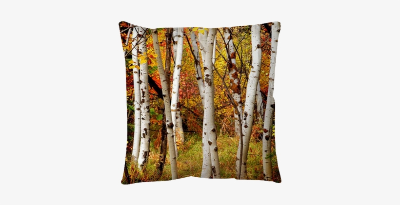 Birch Trees Fall, transparent png #1296514