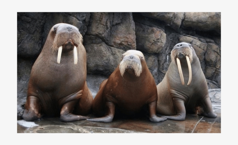 Pacific Walruses Housed At Six Flags Discovery Kingdom - Pacific Walruses, transparent png #1296643