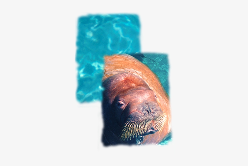 Walrus - Seaworld Parks & Entertainment, transparent png #1296666