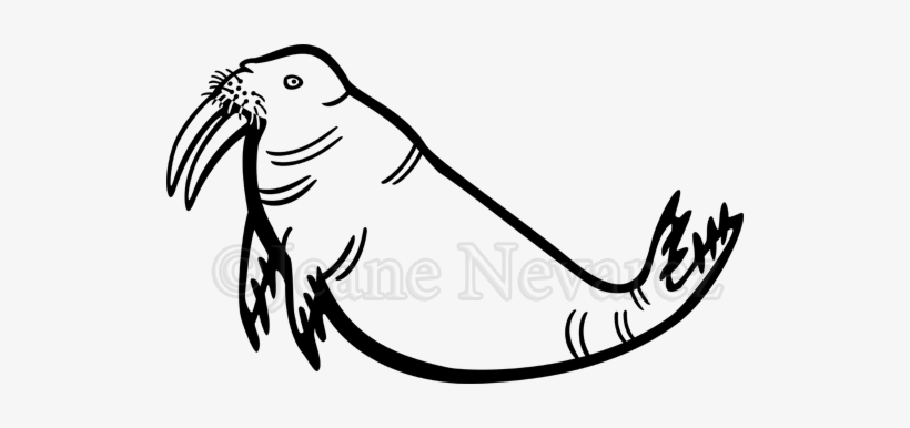 An Amusing Alternate Image I Was Contemplating Putting - Walrus, transparent png #1296791