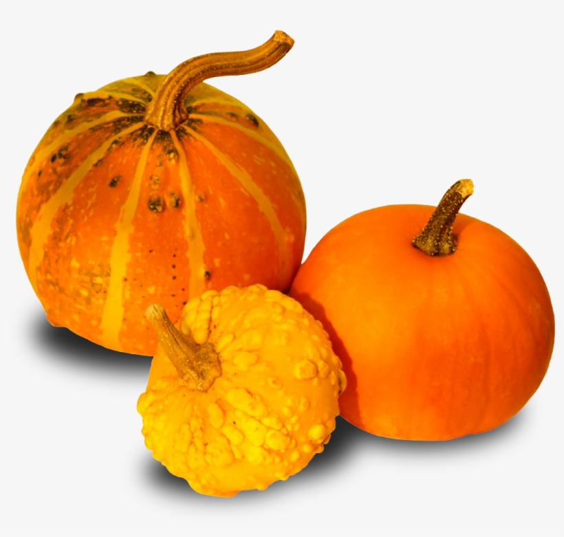 Contacto - Pumpkins And Gourds Png, transparent png #1296931