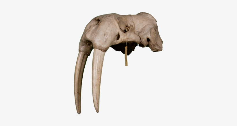 3d View - Walrus, transparent png #1297008