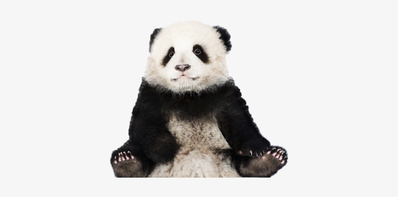 Panda Png Graphic Freeuse Stock - White X6 Vs Panda, transparent png #1298442