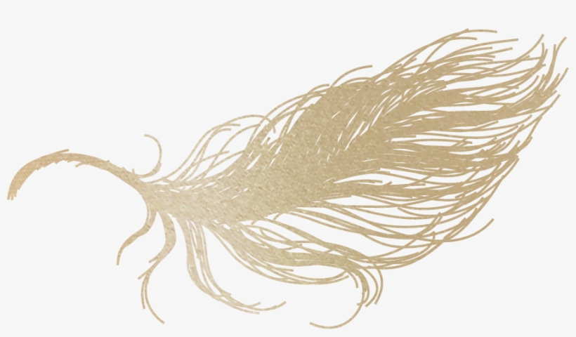 Home - Giant Pacific Octopus, transparent png #1298849