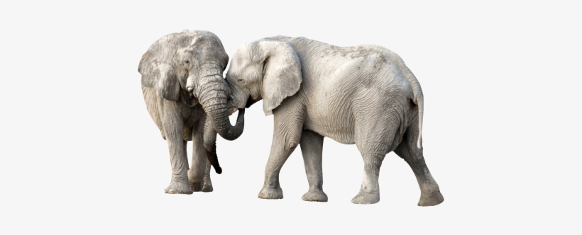 African Elephant Png Transparent Image - Elephant Png, transparent png #130009