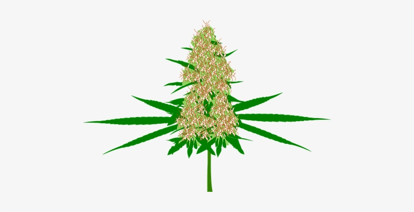 Cannabis Bud Marijuana Hemp Plant Medicine - Cannabis Bud Vector, transparent png #130058