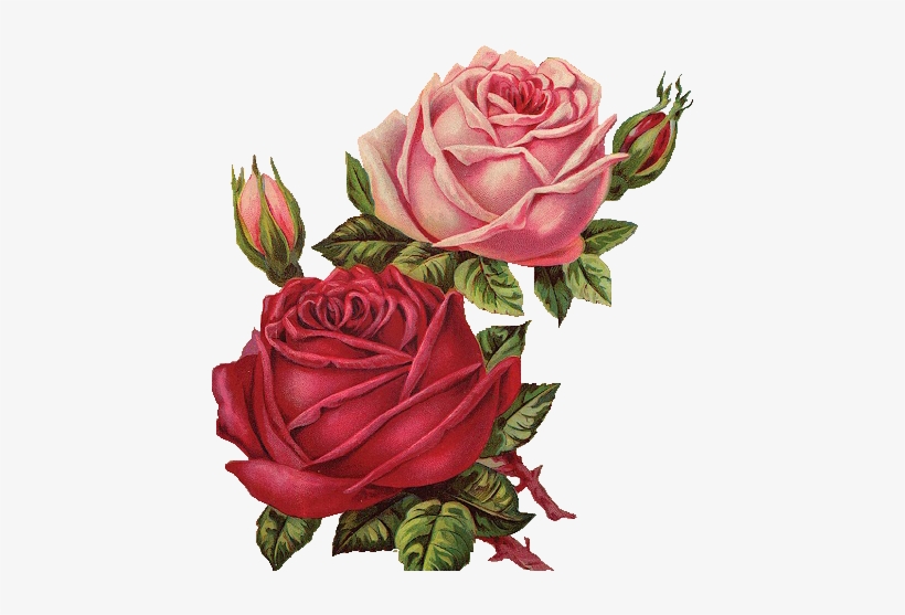 Red Rose Clipart Vintage Red - Flower, transparent png #130327