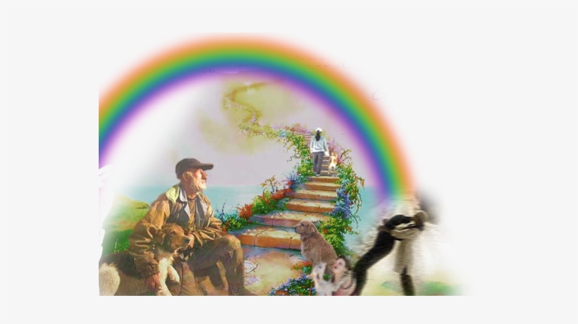 Rainbow - Basset Hound Rainbow Bridge, transparent png #130906