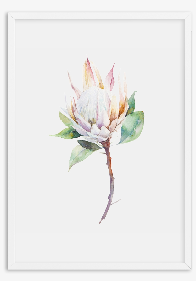 Protea In Watercolour Protea In Watercolour Protea - Cool Botanical Canvas Wall Art Frame: Natural, transparent png #131009