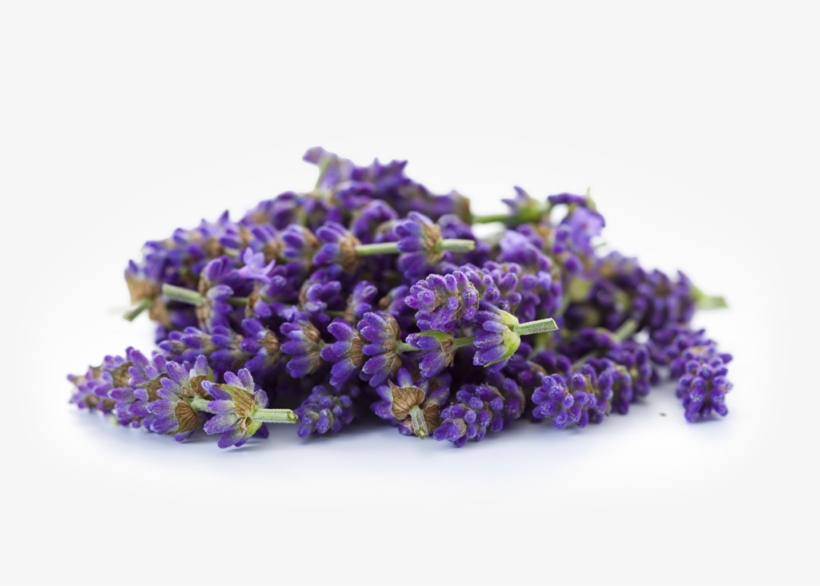 Lavender - Essential Oils 100% Pure Natural Therapeutic Grade, transparent png #131115