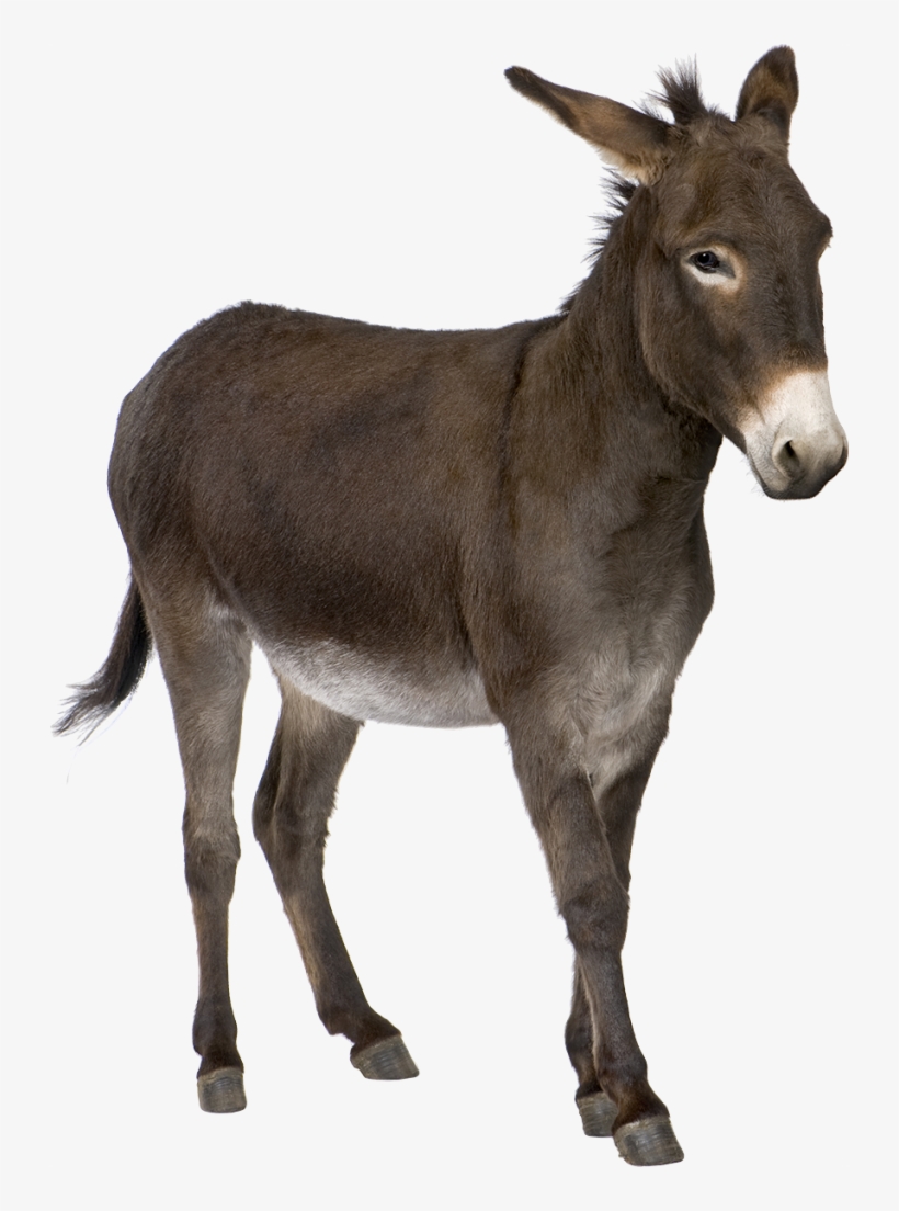 Free Png Donkey Png Images Transparent - Donkey Png, transparent png #131158