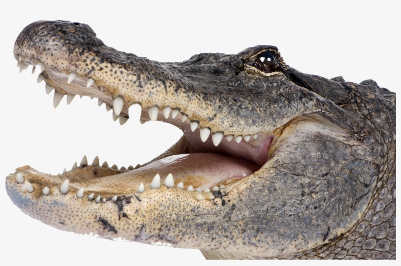 Wikia Visualization Add 2,alligator, transparent png #131440