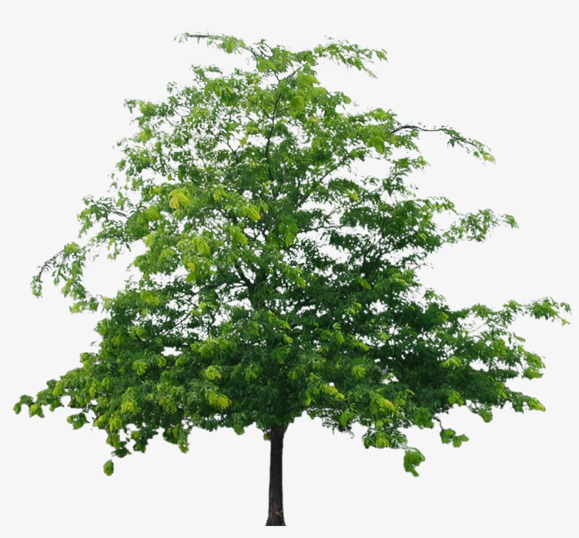 Best Tree Clipart Png - Aspen Tree Png, transparent png #132587
