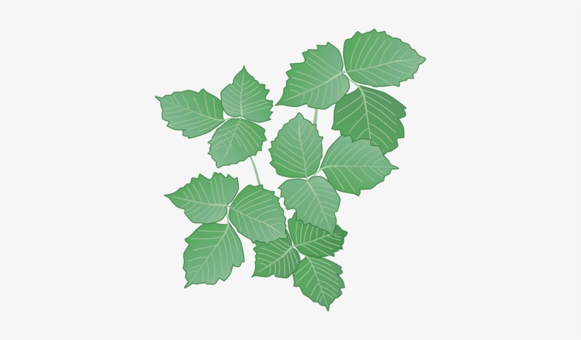 28 Collection Of Poison Ivy Plant Drawing - Poison Ivy Plant Drawing, transparent png #133034