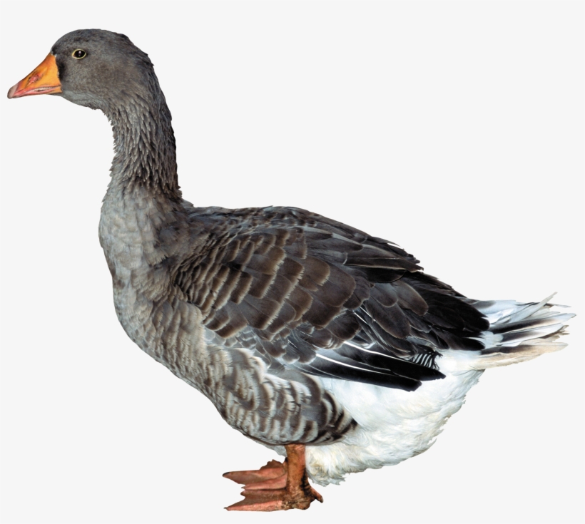 Duck Png, transparent png #133093
