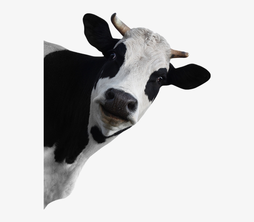 Wallmonkeys Wall Decals Wallmonkeys Cow Peel And Stick, transparent png #133220