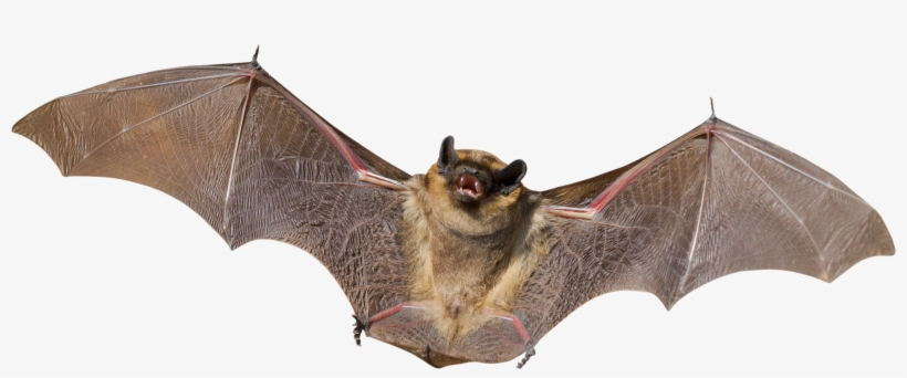 Bat Png Images Free Download Vector Free Library - Bat Transparent Background, transparent png #134365