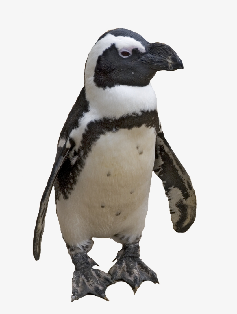 Pinguin Png Hd - Penguin Png, transparent png #134856