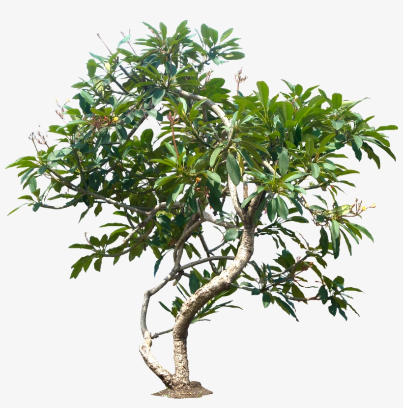 Jungle Tree Png File - Plumeria Tree Png, transparent png #135249