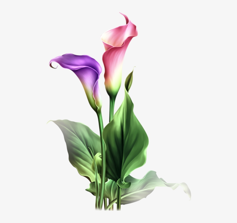 Watercolor Flowers, Drawing Flowers, Art Flowers, Botanical - Calla Lily Clipart Lily Flower, transparent png #135328