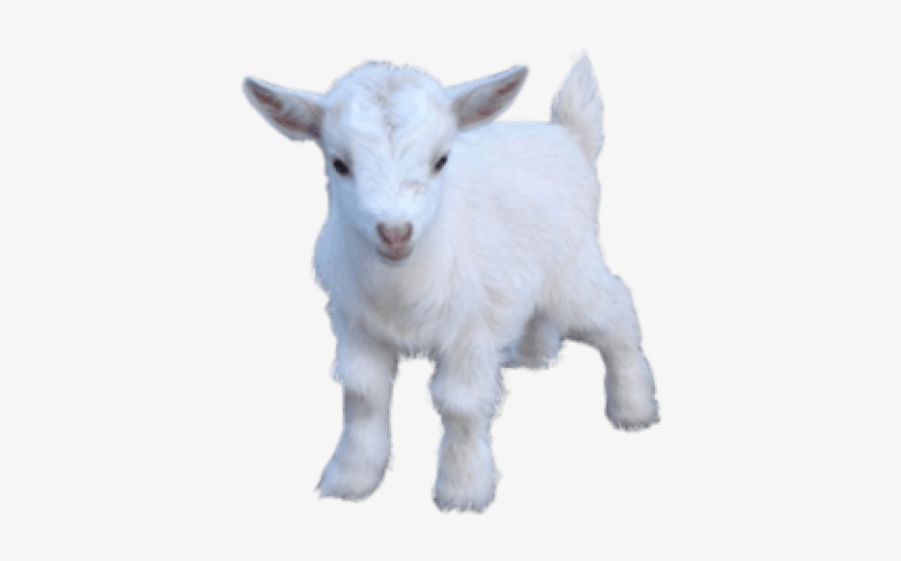 Free Png Goat Png Images Transparent - Baby Goat Png, transparent png #135729