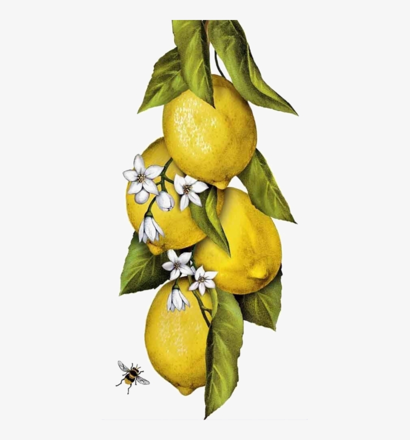 Citrons,fruits - Mary Lake-thompson - Hanging Lemons On A Branch Flour, transparent png #135803