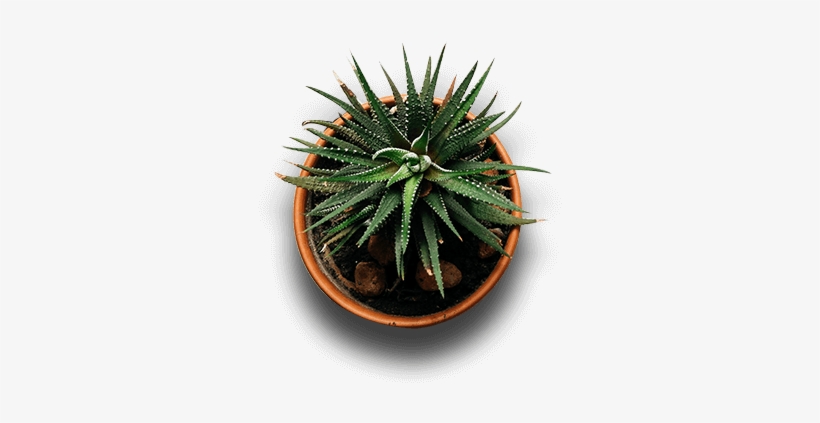 Plant - Indoor Plants Top View Png, transparent png #136080