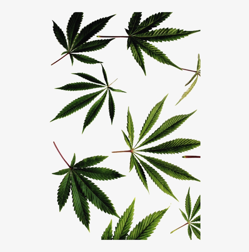 Weed Png Transparent Transparent Blog - Supreme Weed Wallpaper Hd, transparent png #136498