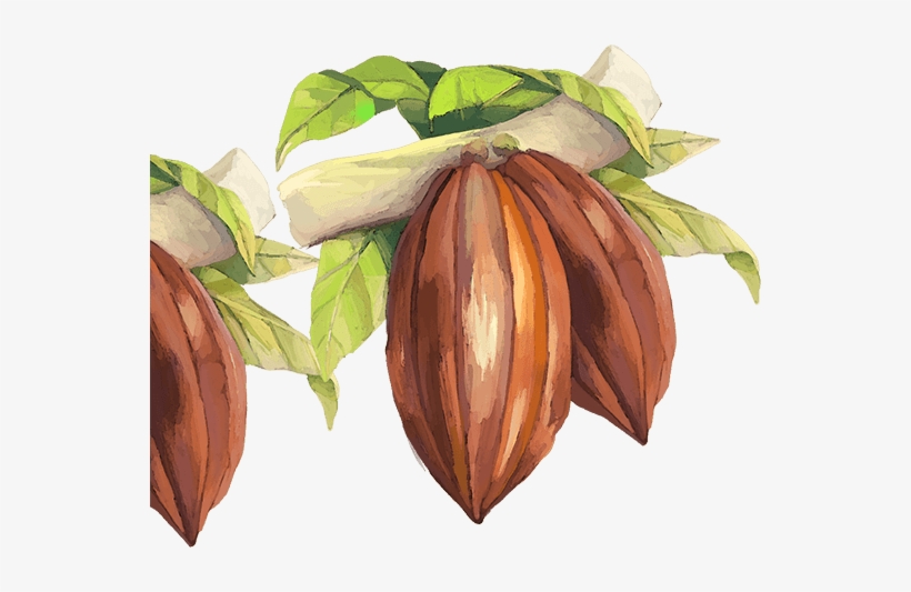 Lindt & Sprüngli Produces - Health, transparent png #136736