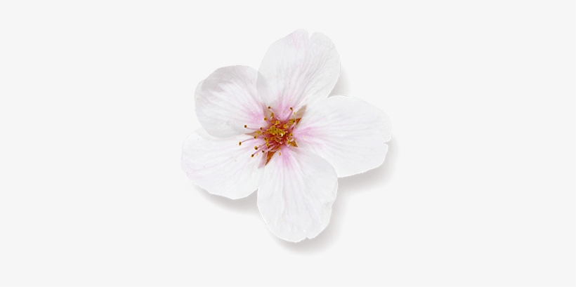 Cherry Blossom - Artificial Flower, transparent png #136903