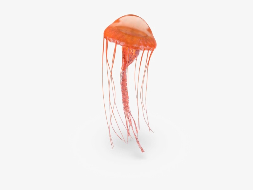 Jellyfish Png Pic - Jellyfish Png, transparent png #137388